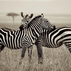 EHLERS-DANLOS SYNDROME (EDS)